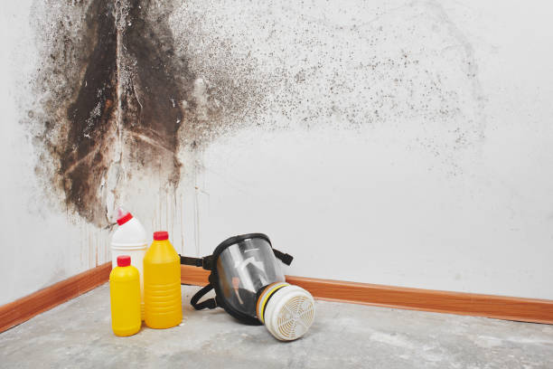 Best Kitchen Mold Remediation in Atascocita, TX
