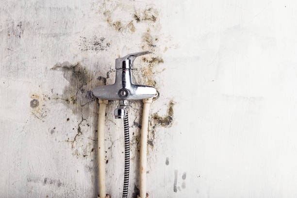 Best DIY Mold Remediation Support Services in Atascocita, TX