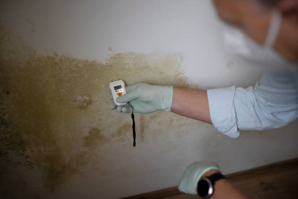 Best Attic Mold Remediation in Atascocita, TX