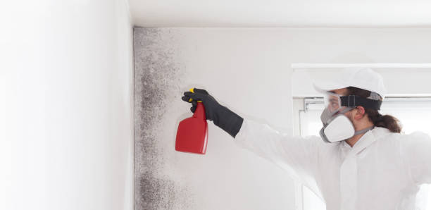 Best Residential Mold Remediation in Atascocita, TX