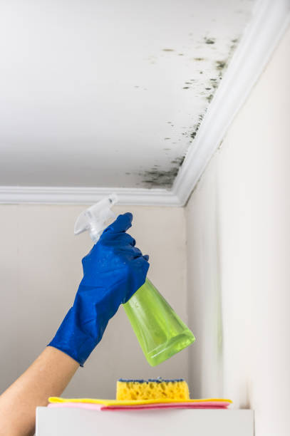 Best Residential Mold Remediation in Atascocita, TX